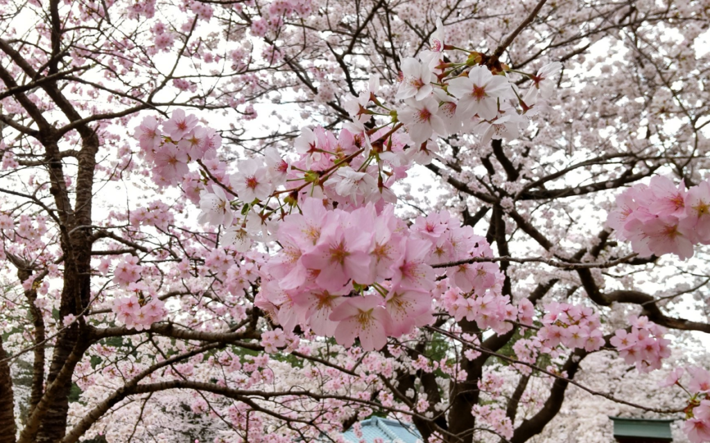 桜