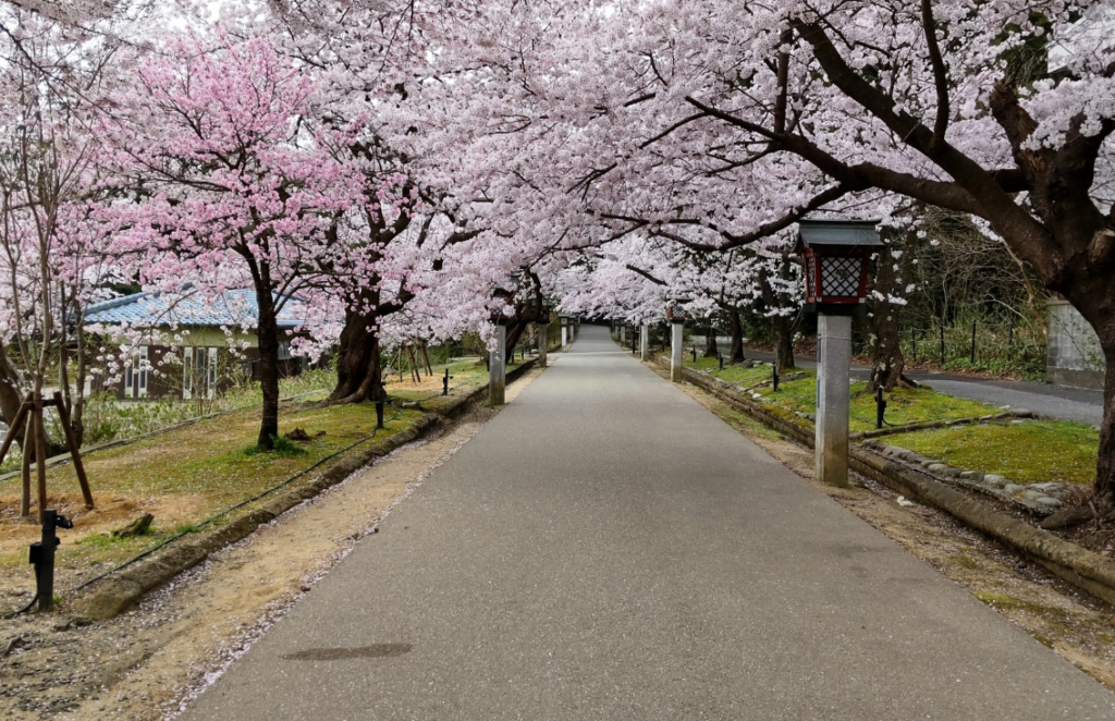 桜まつり