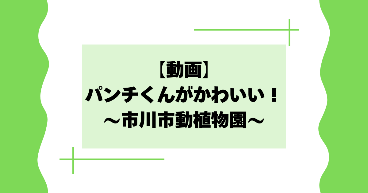 【動画】パンチくんがかわいい！市川市動植物園の猿が大人気！